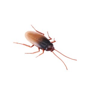 ZURU ROBO ALIVE-WILDLIFE-SERIES 2-COCKROACH-WINDOW BOX